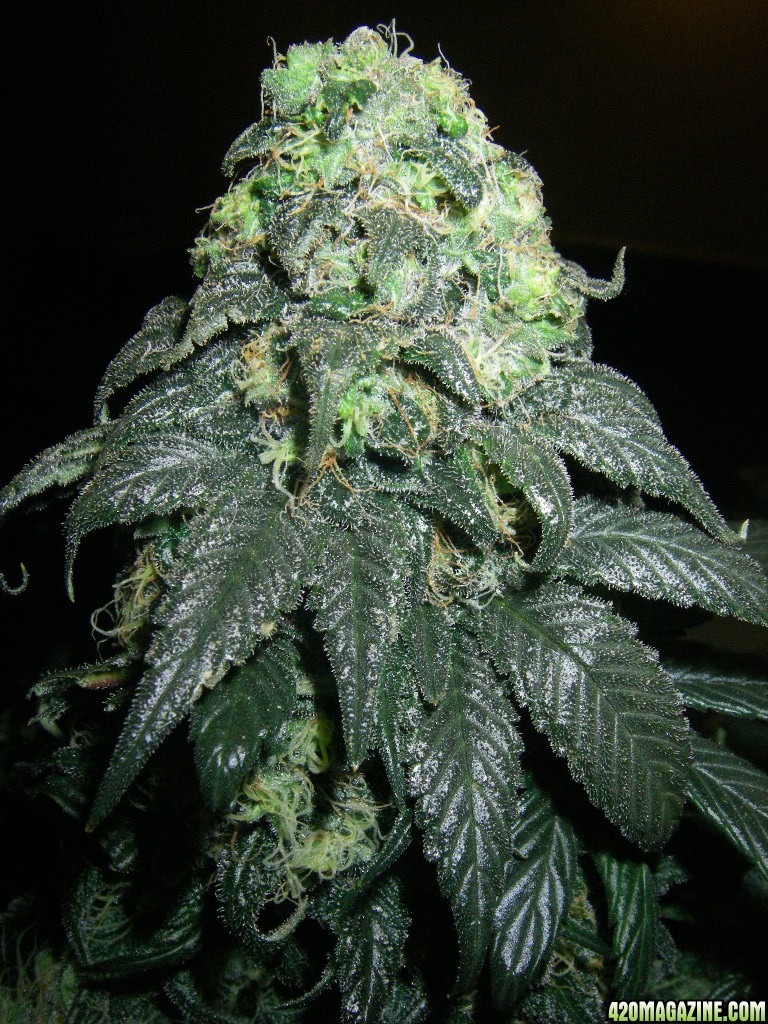 my_grow_468.jpg