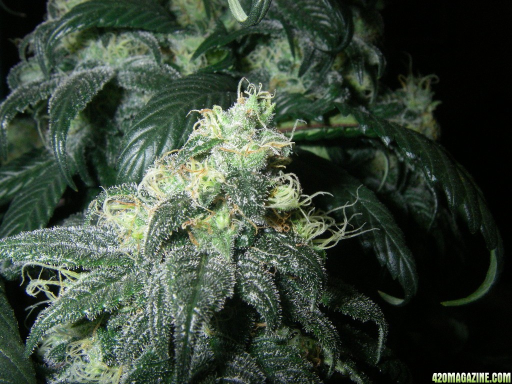 my_grow_470.jpg