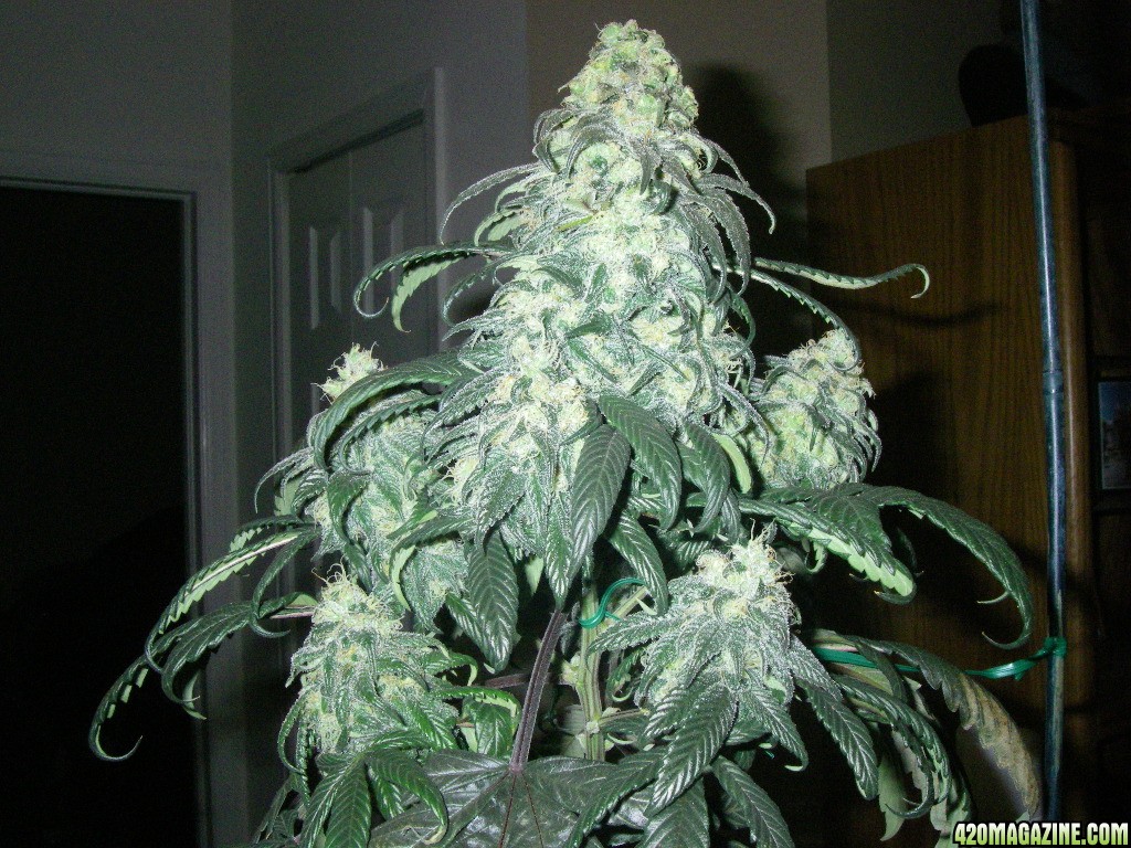 my_grow_471.jpg