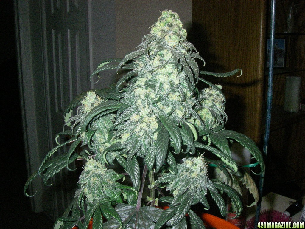 my_grow_472.jpg