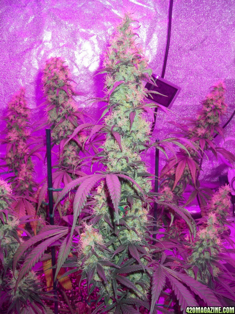 my_grow_490.jpg