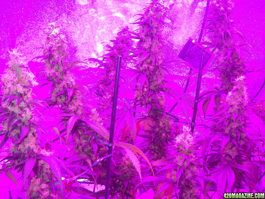 my_grow_491.jpg