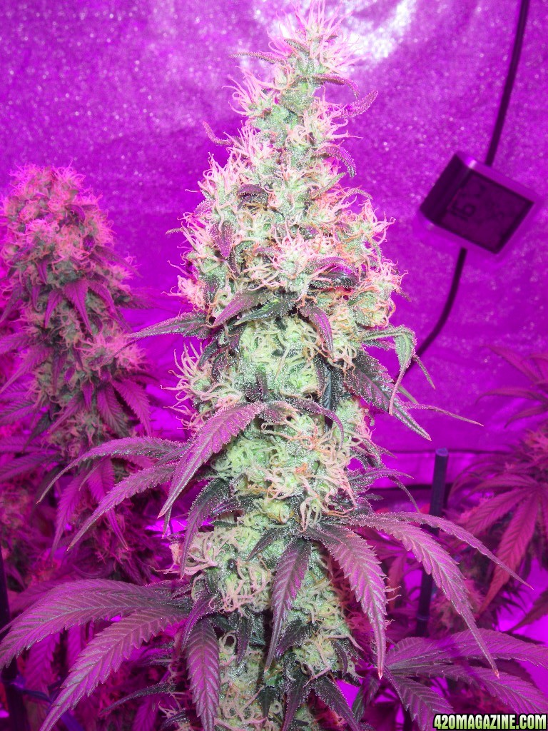 my_grow_493.jpg