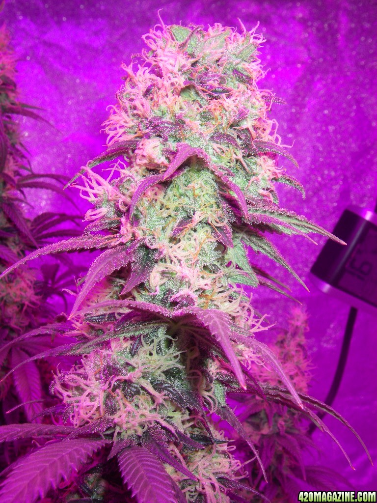 my_grow_496.jpg