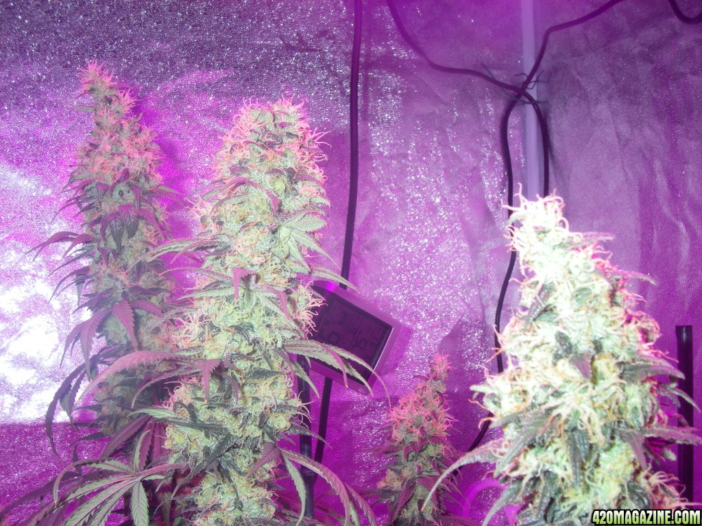 my_grow_505.jpg