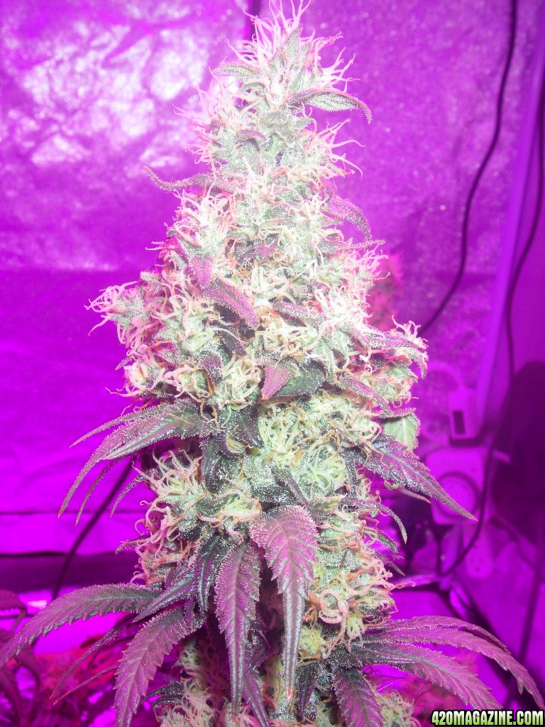 my_grow_506.jpg