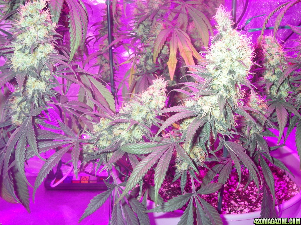 my_grow_507.jpg