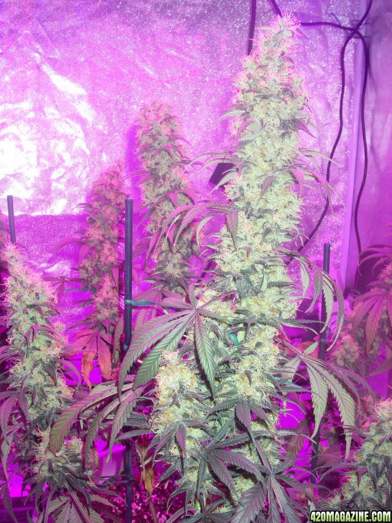 my_grow_509.jpg