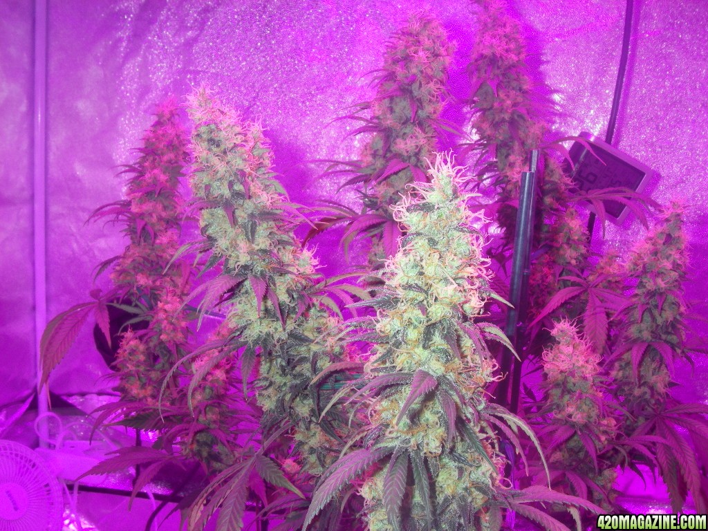 my_grow_522.jpg