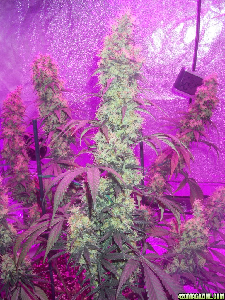 my_grow_523.jpg