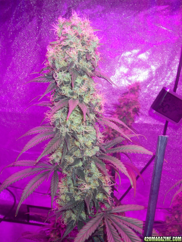 my_grow_524.jpg