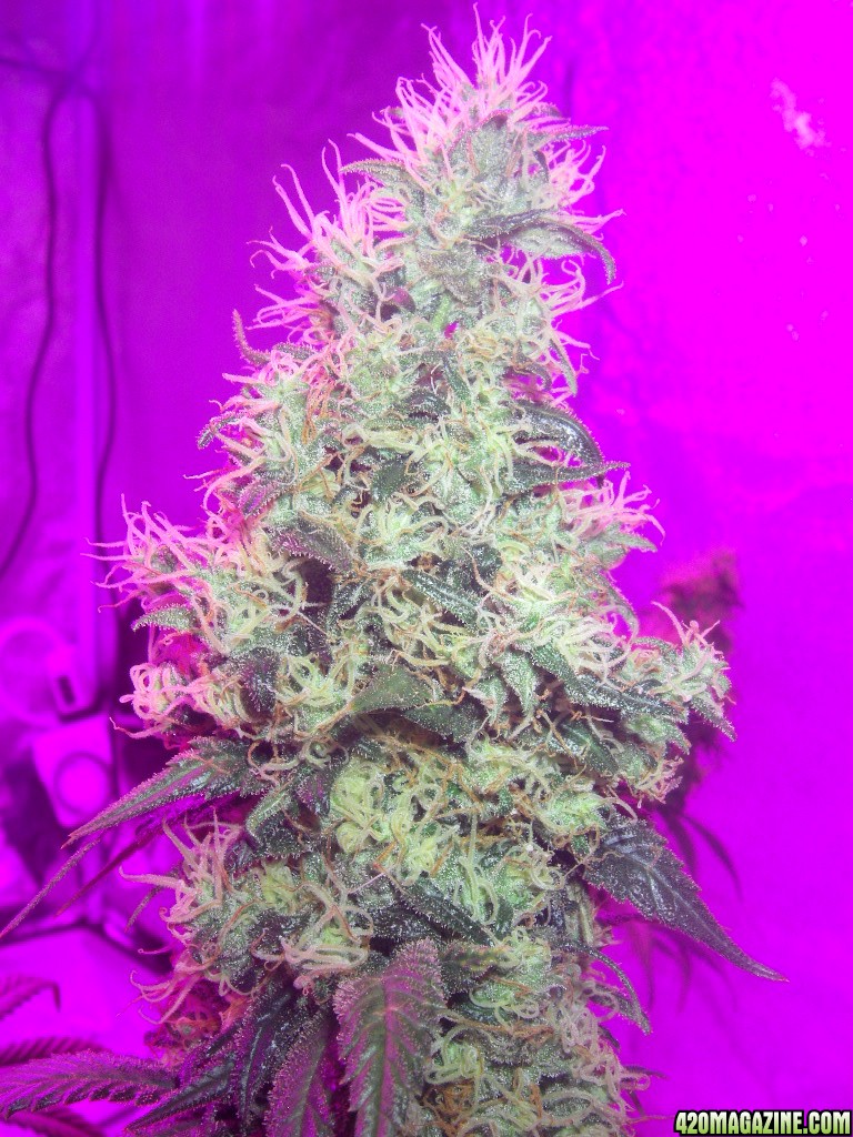 my_grow_526.jpg