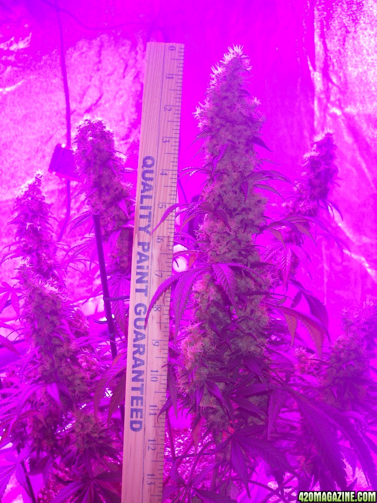 my_grow_529.jpg