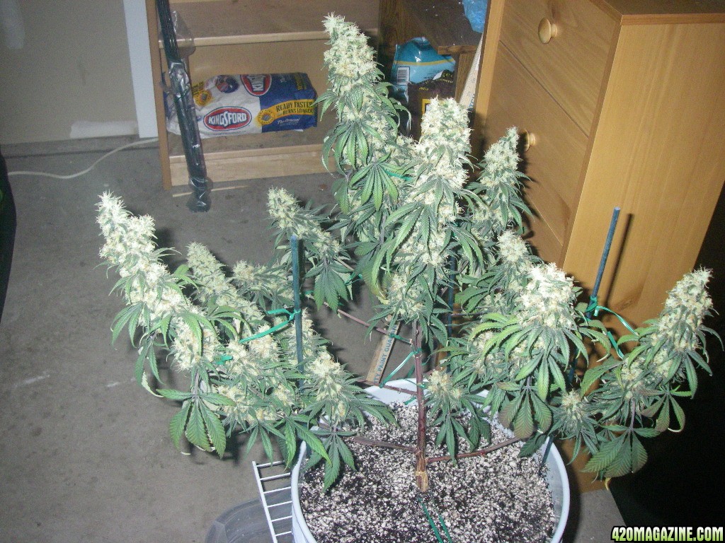 my_grow_532.jpg