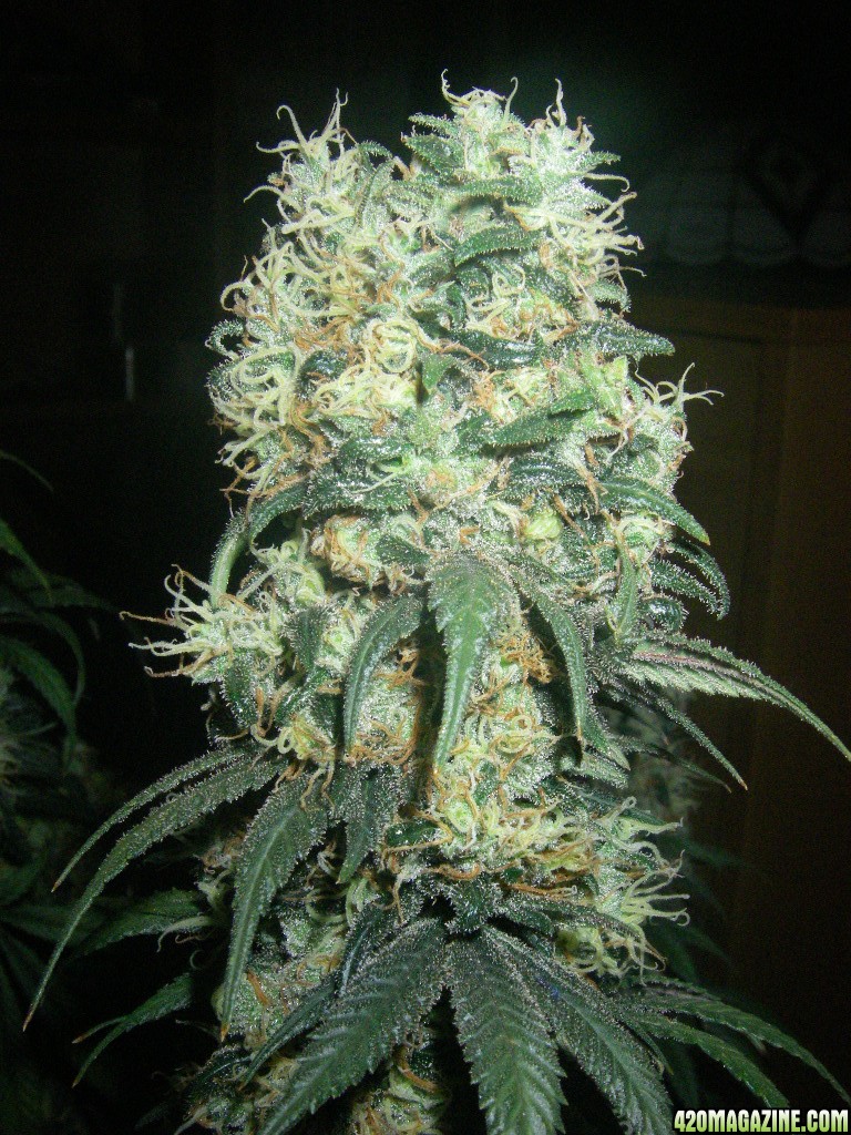 my_grow_533.jpg