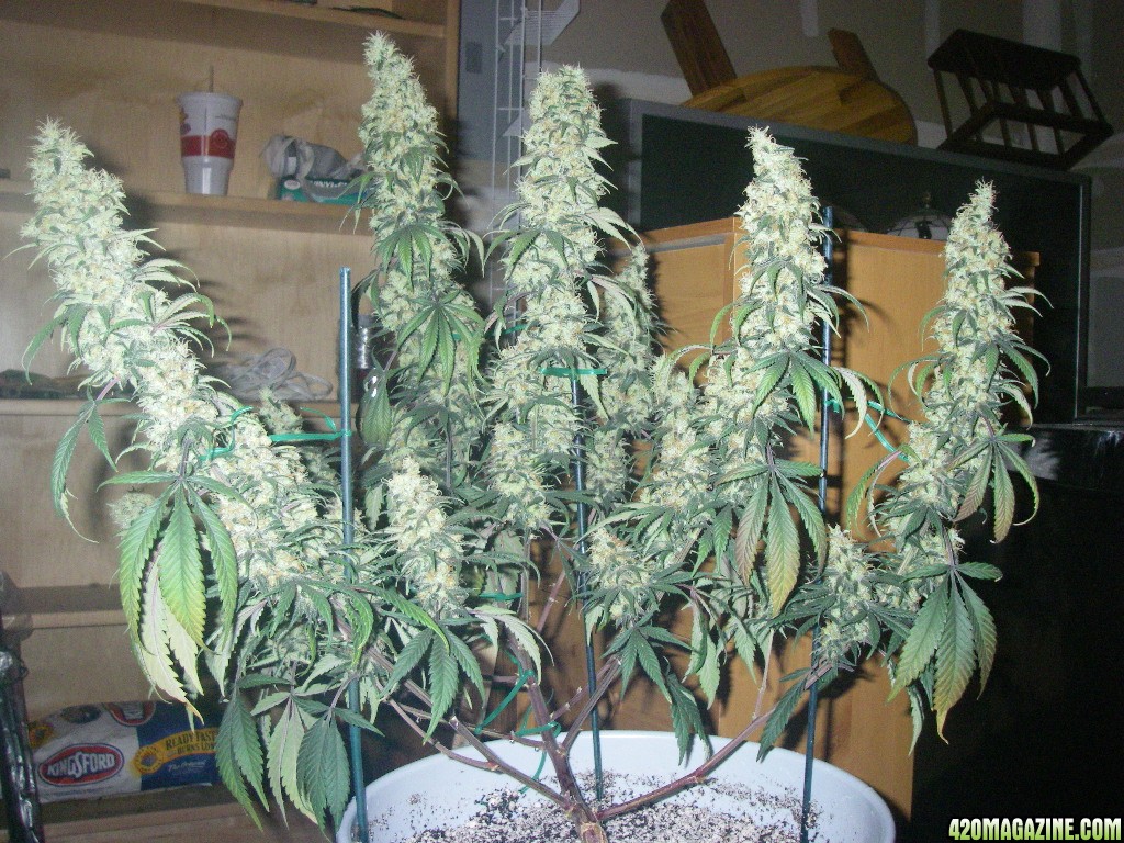 my_grow_534.jpg