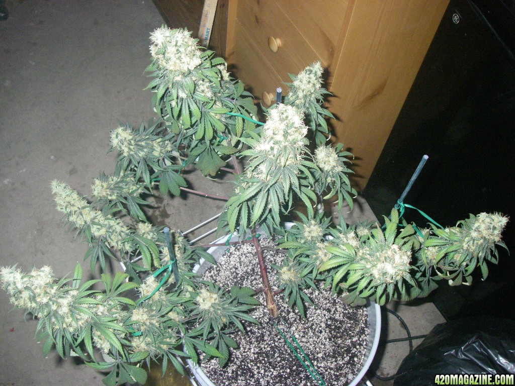 my_grow_535.jpg