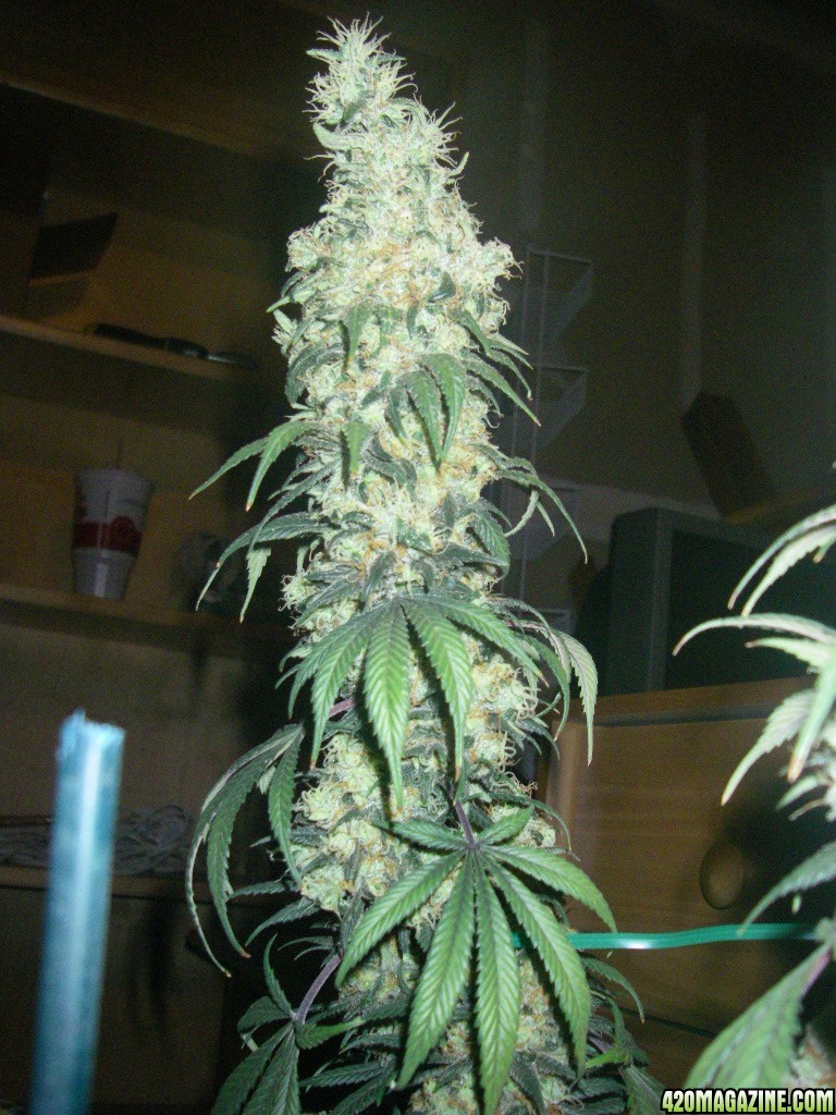 my_grow_536.jpg