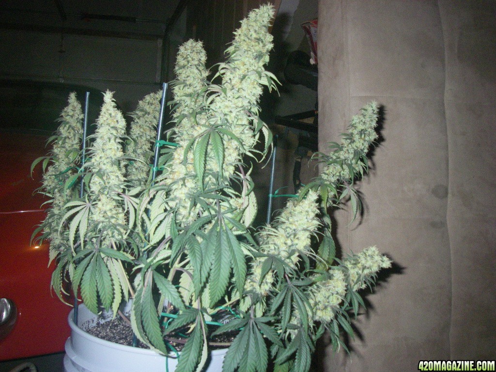 my_grow_537.jpg