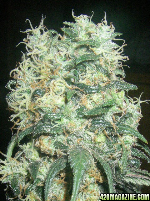 my_grow_538.jpg