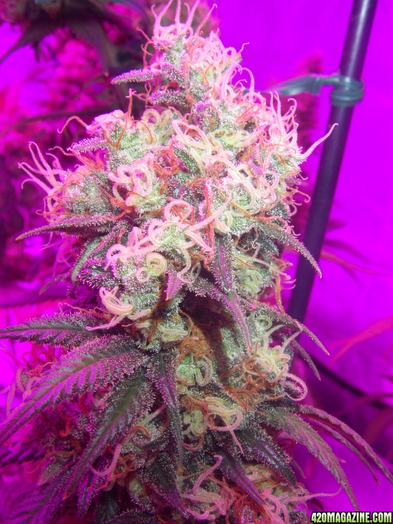 my_grow_566.jpg