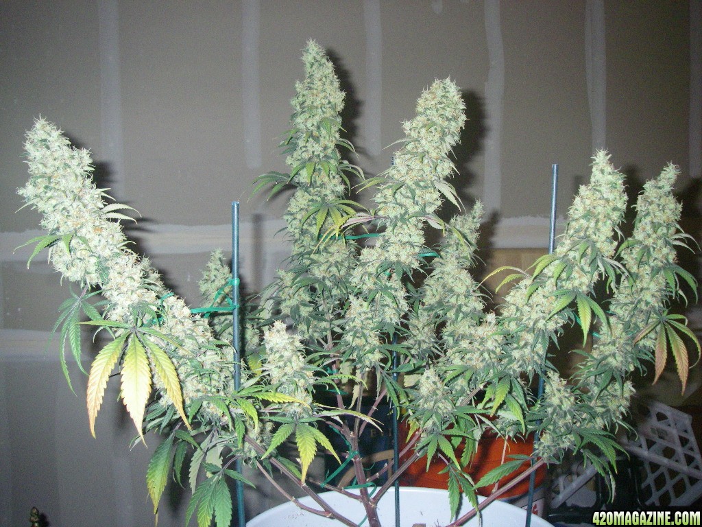 my_grow_570.jpg