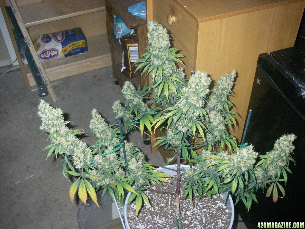 my_grow_571.jpg