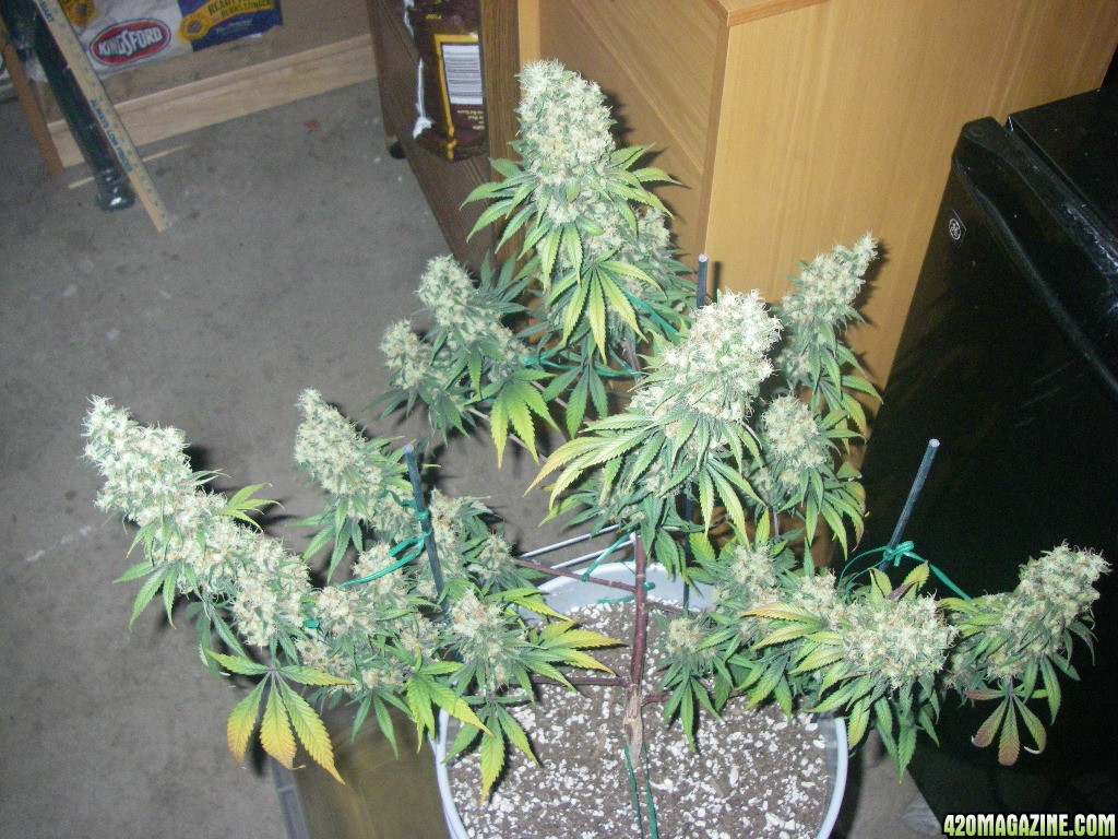 my_grow_572.jpg