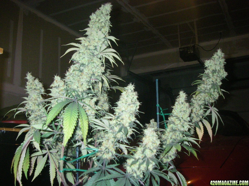 my_grow_574.jpg