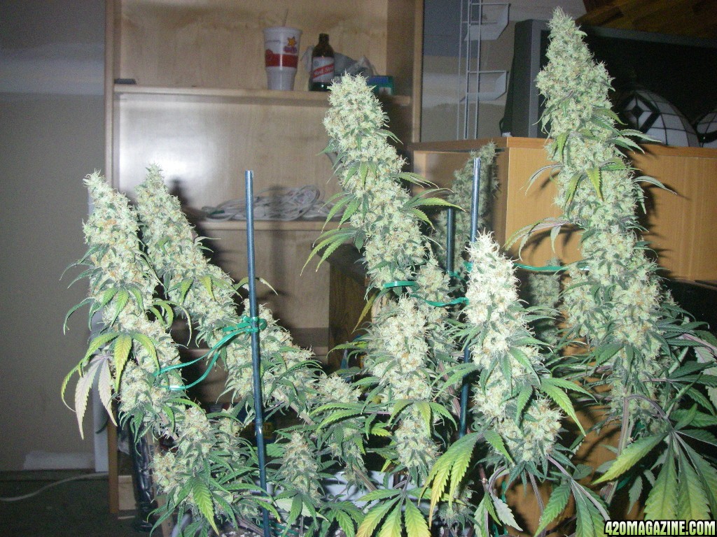 my_grow_575.jpg