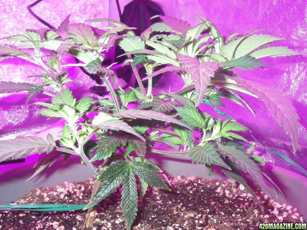 my_grow_654.jpg