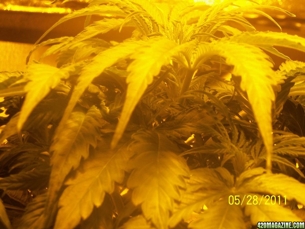 my_plants_024.JPG