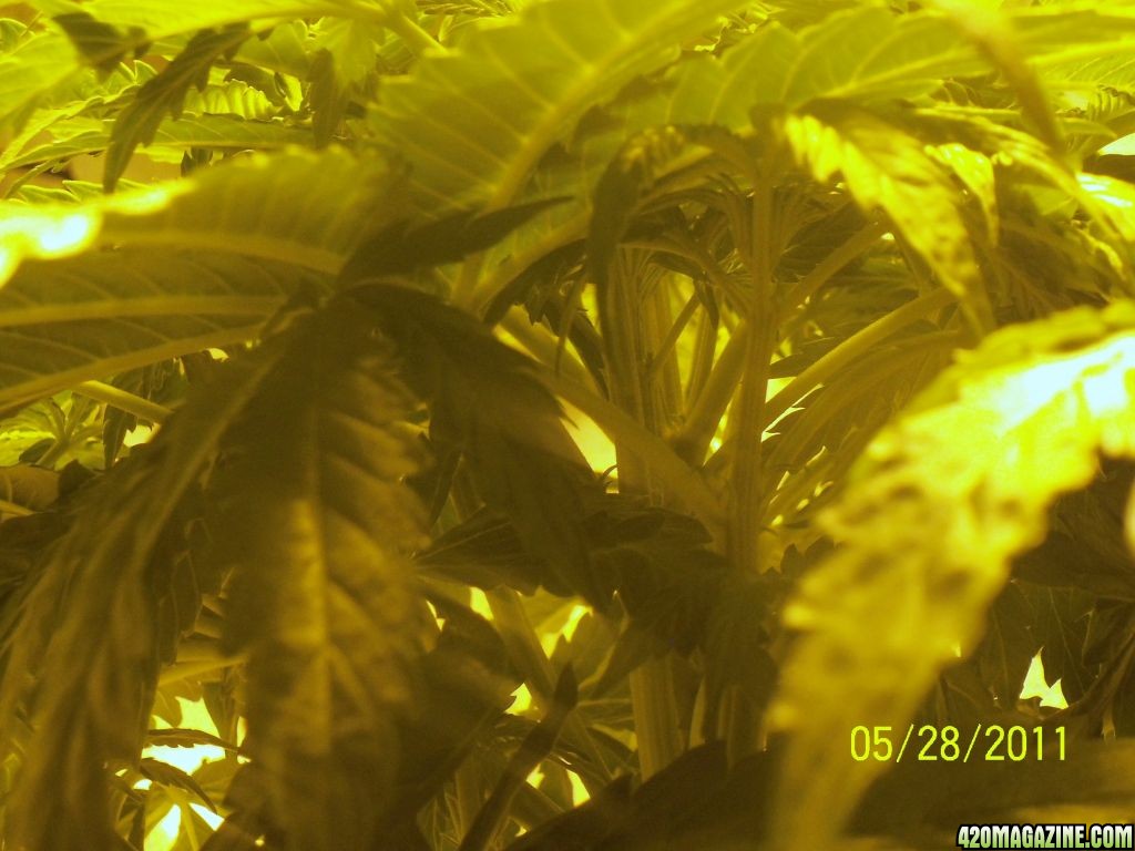 my_plants_025.JPG