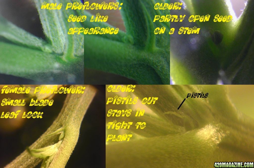 my_plants_male-female_preflowers.jpg