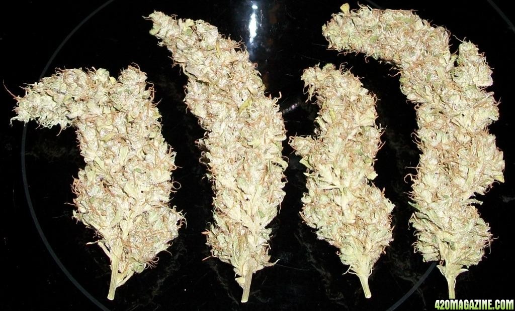 nugs_003.jpg