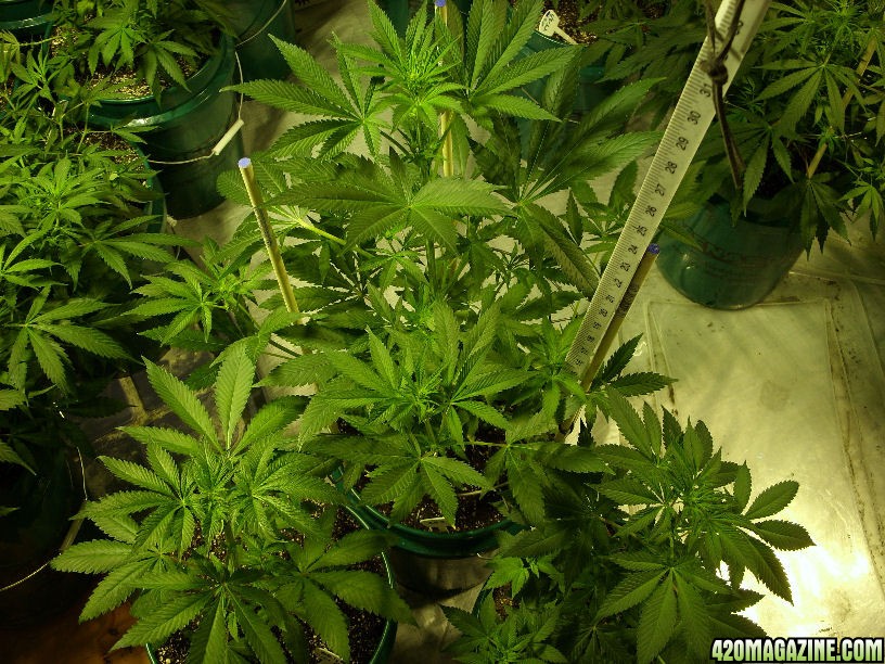 oct25-BB_x1FlowerDay14_x2FlowerDay6_BB2UKsex-TopView.jpg