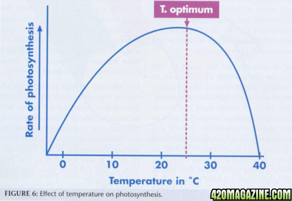 optimum_temperature_affecting_photosynthesis.jpg