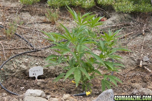 papaya2_14wks_1.jpg