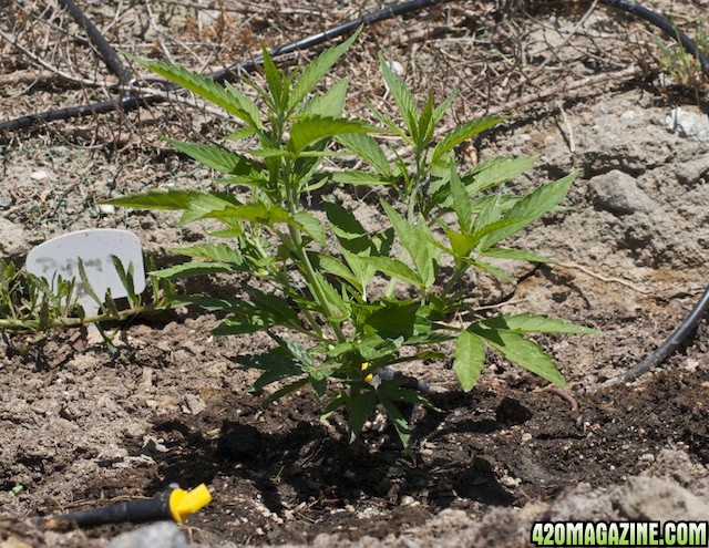 papaya2_3wks_1.jpg