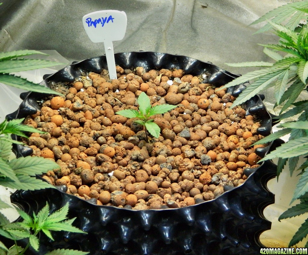 papaya34.jpg