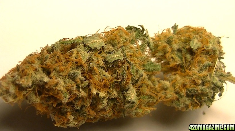 pe_nug_11415_11.jpg