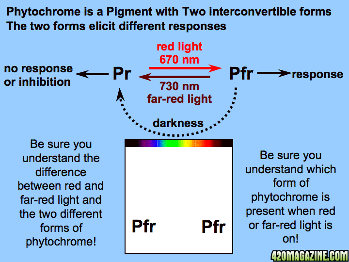phytochrome_convert.gif