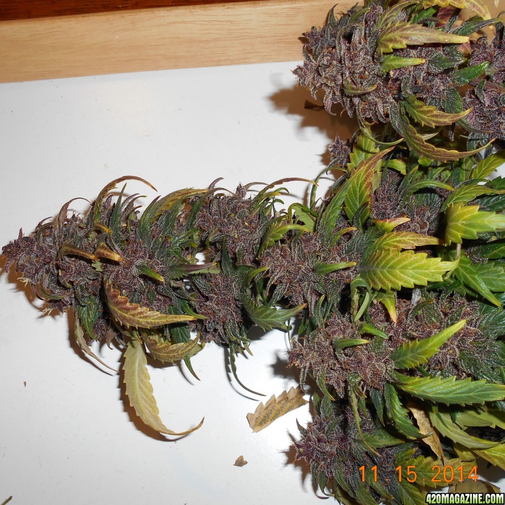 pics_11_15_2015_purps_009_1_.JPG