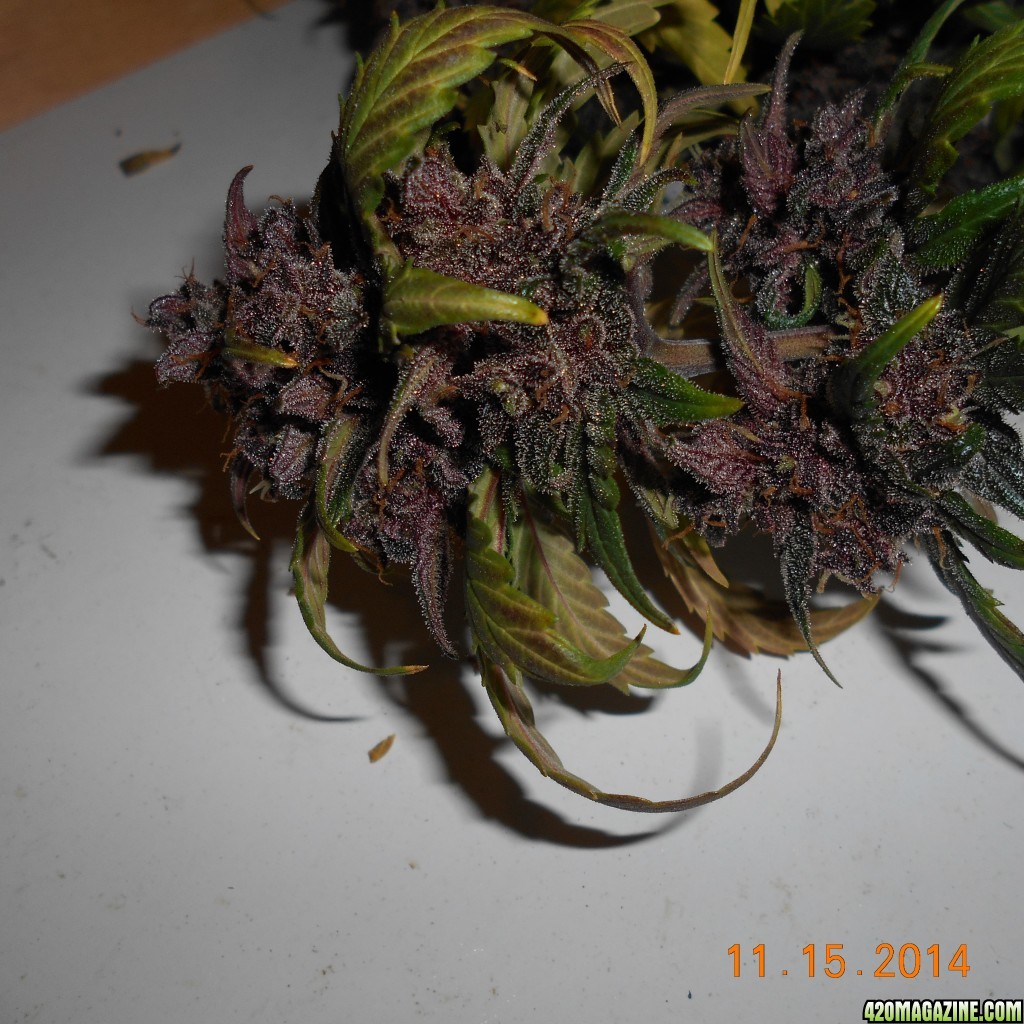 pics_11_15_2015_purps_013_1_.JPG