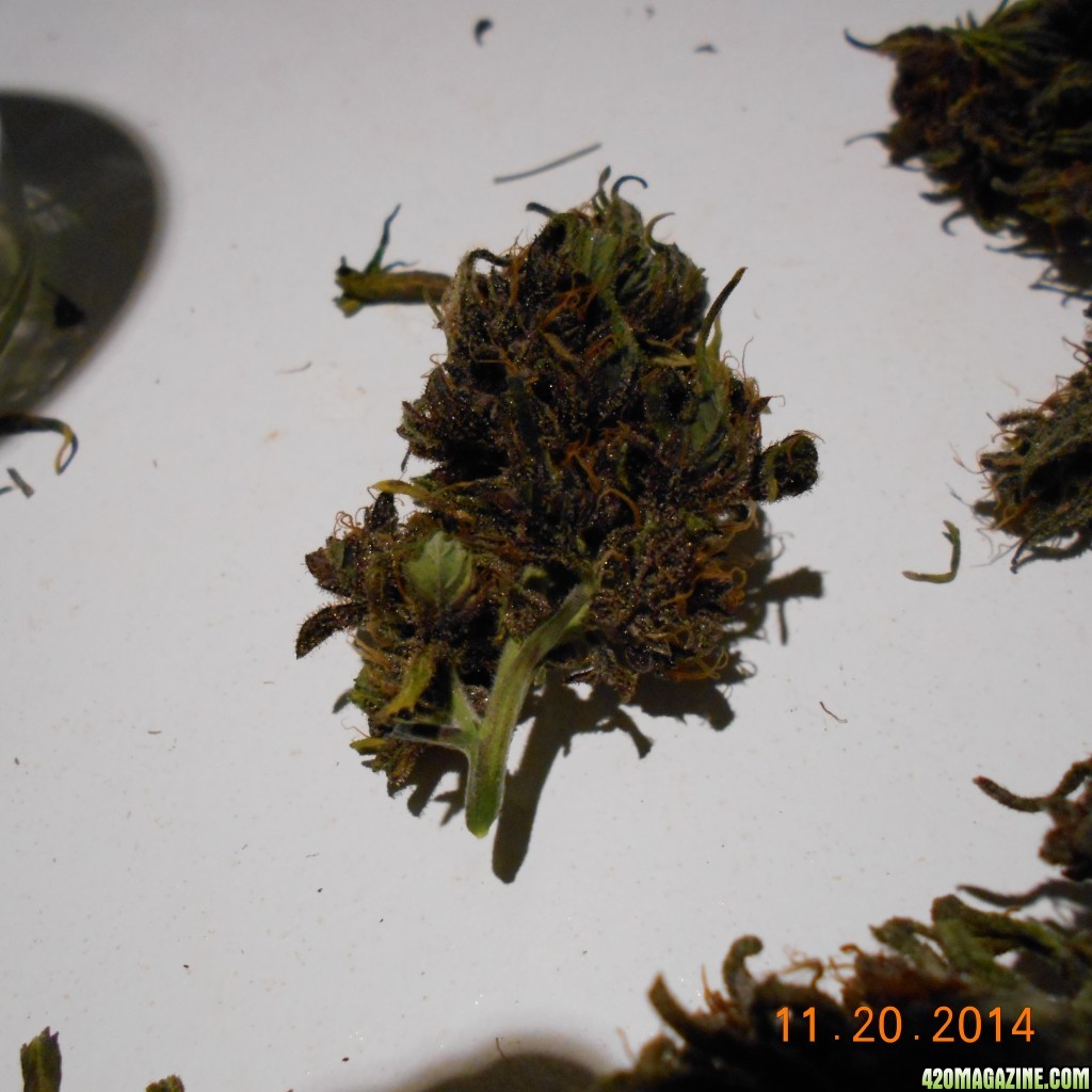 pics_Perps_bud_11_20_15_008.JPG