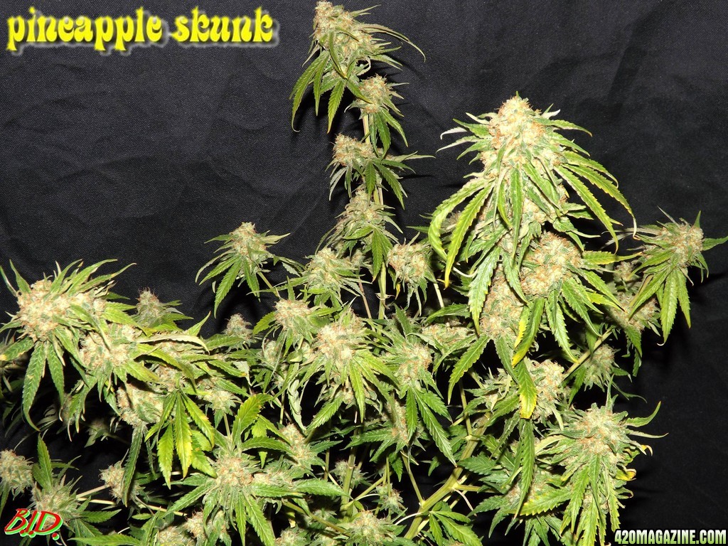 pineapple_skunk11.jpg