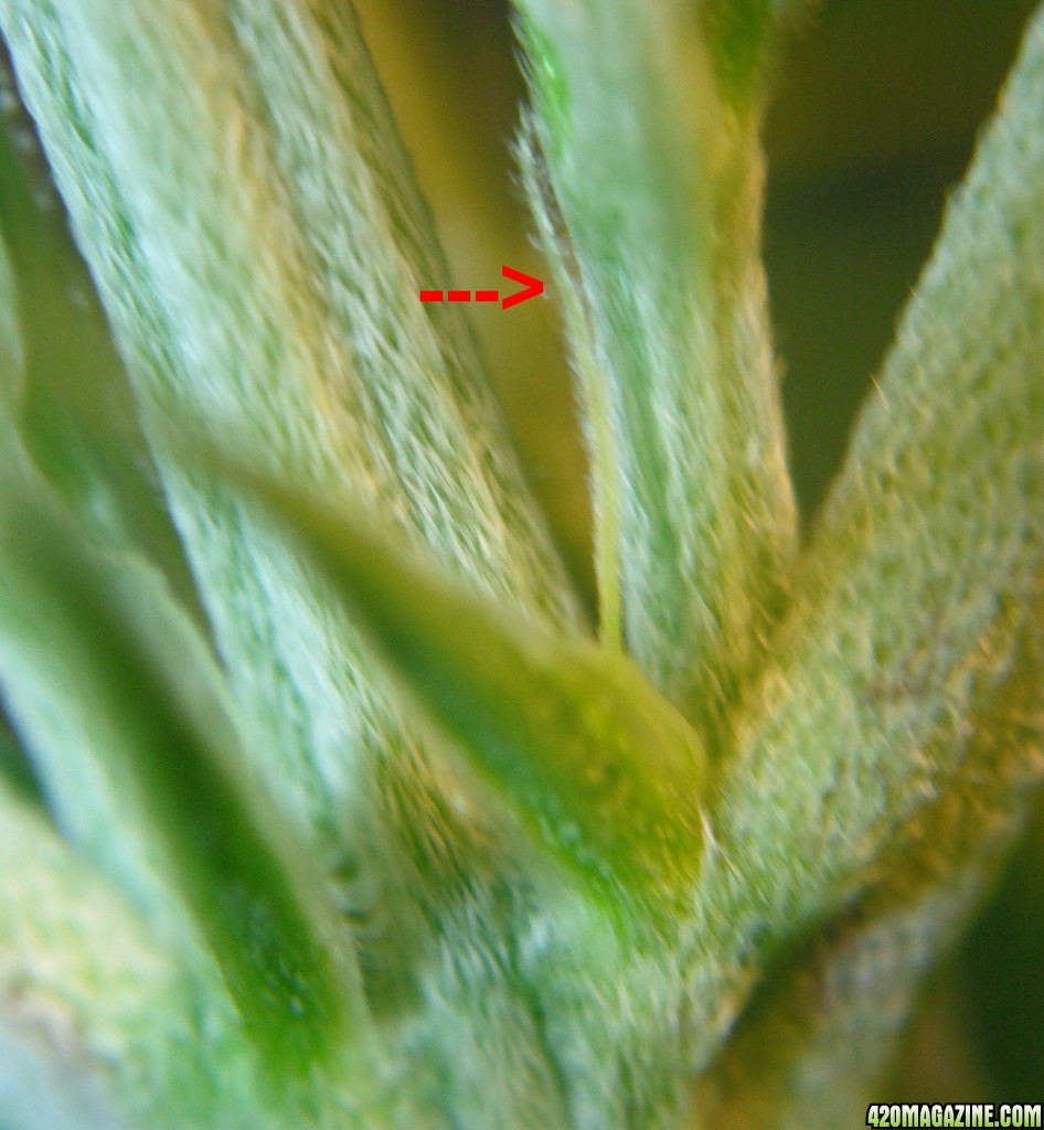 pistils11.jpg