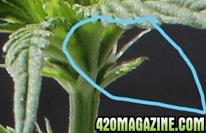 pistils17.jpg