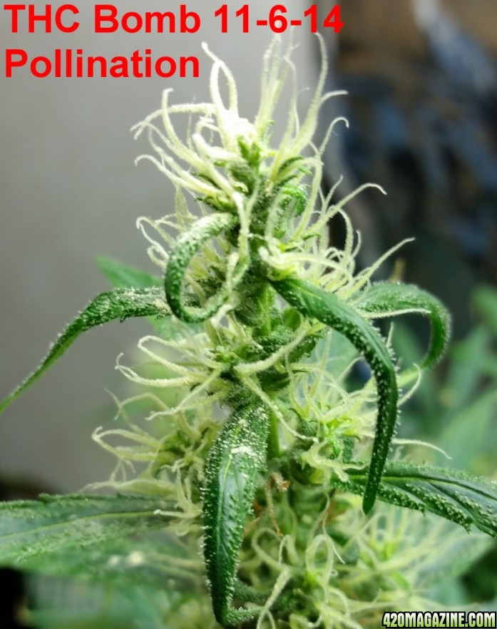 pollination_11-6_4.jpg