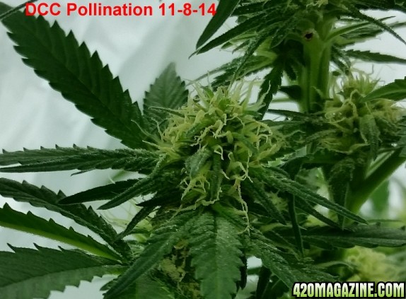 pollination_11-8_2.jpg